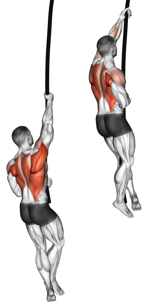rope climb muscles