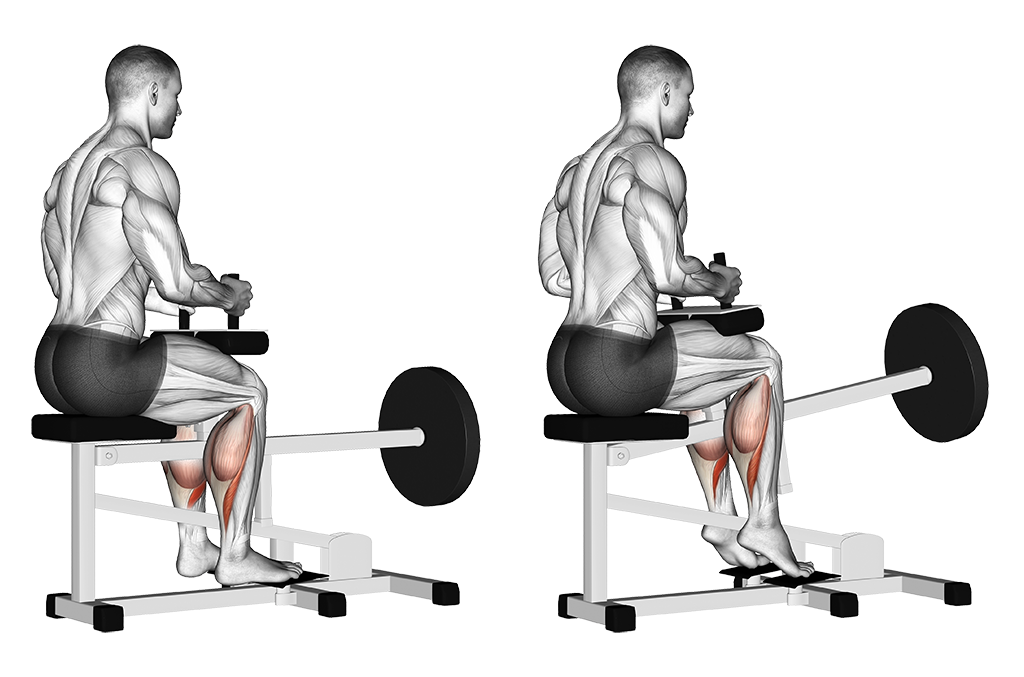 seated calf raise