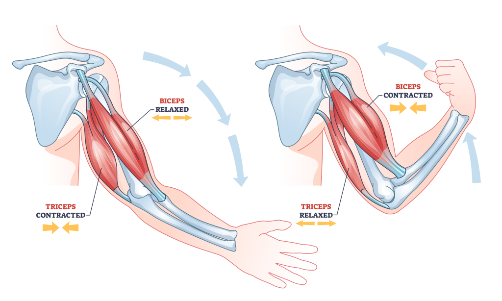 superset example muscles