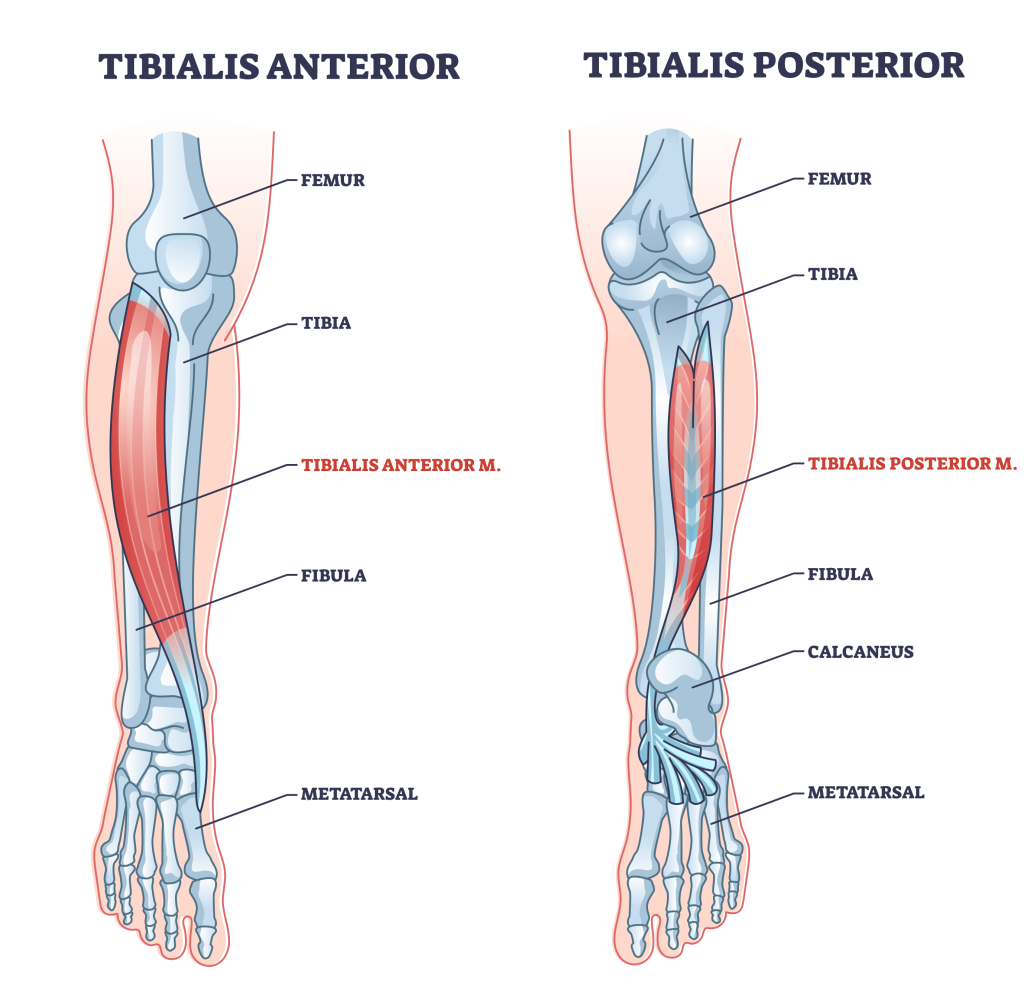 tibialis muscle