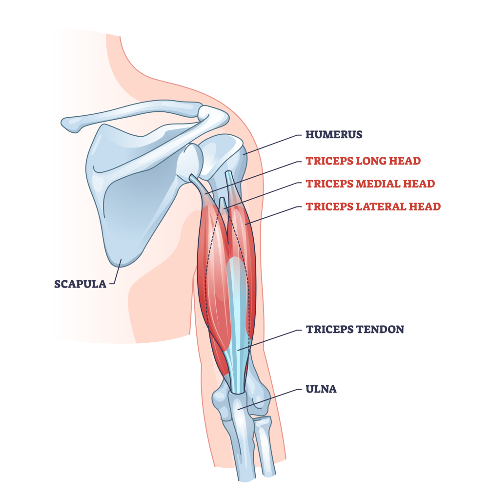 triceps anatomy
