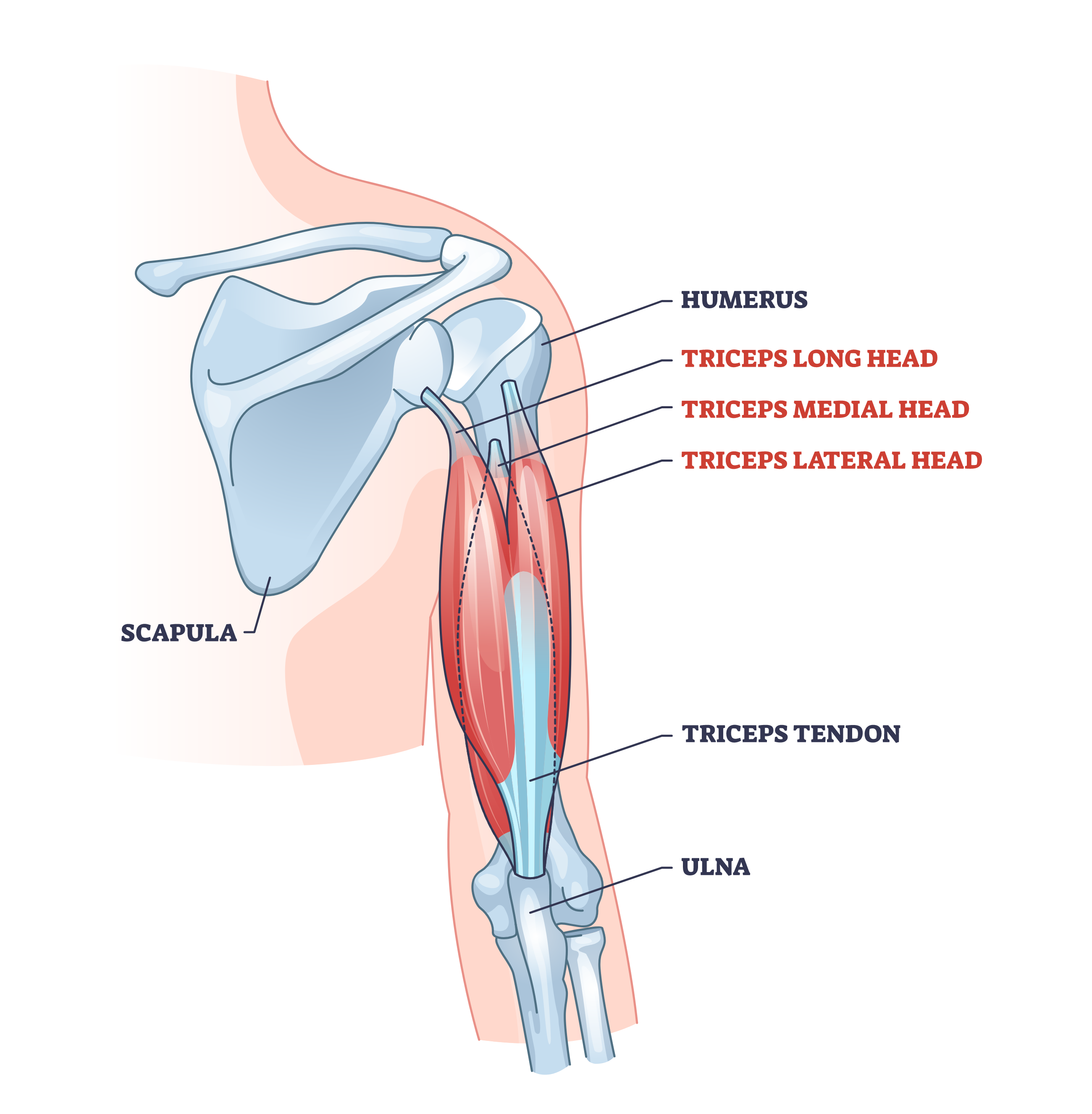 triceps anatomy