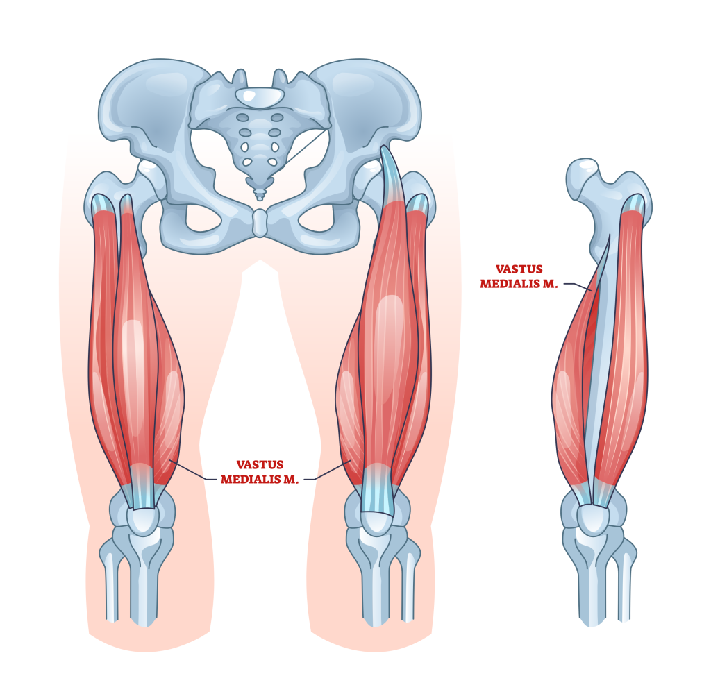 vmo muscle