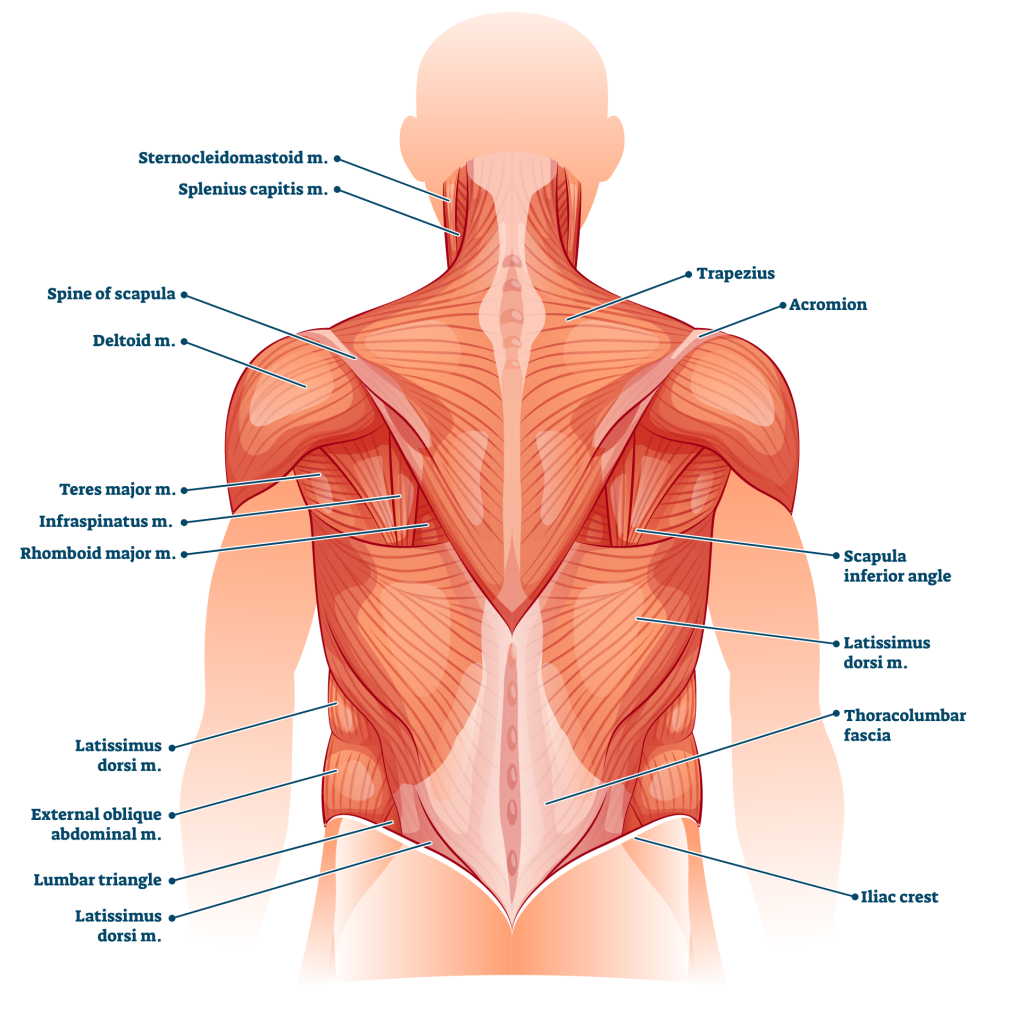 back musculature