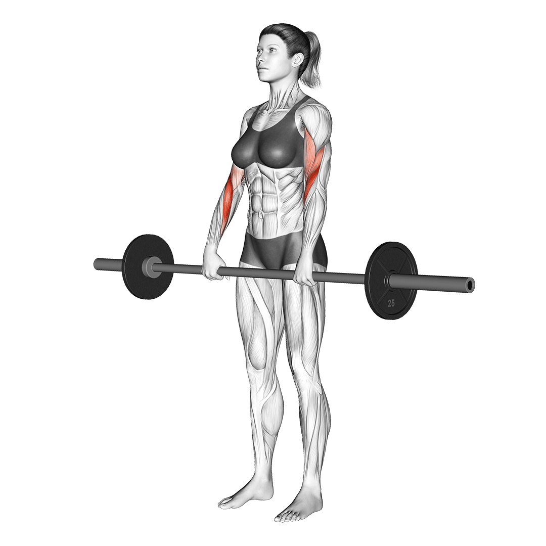 barbell reverse curl