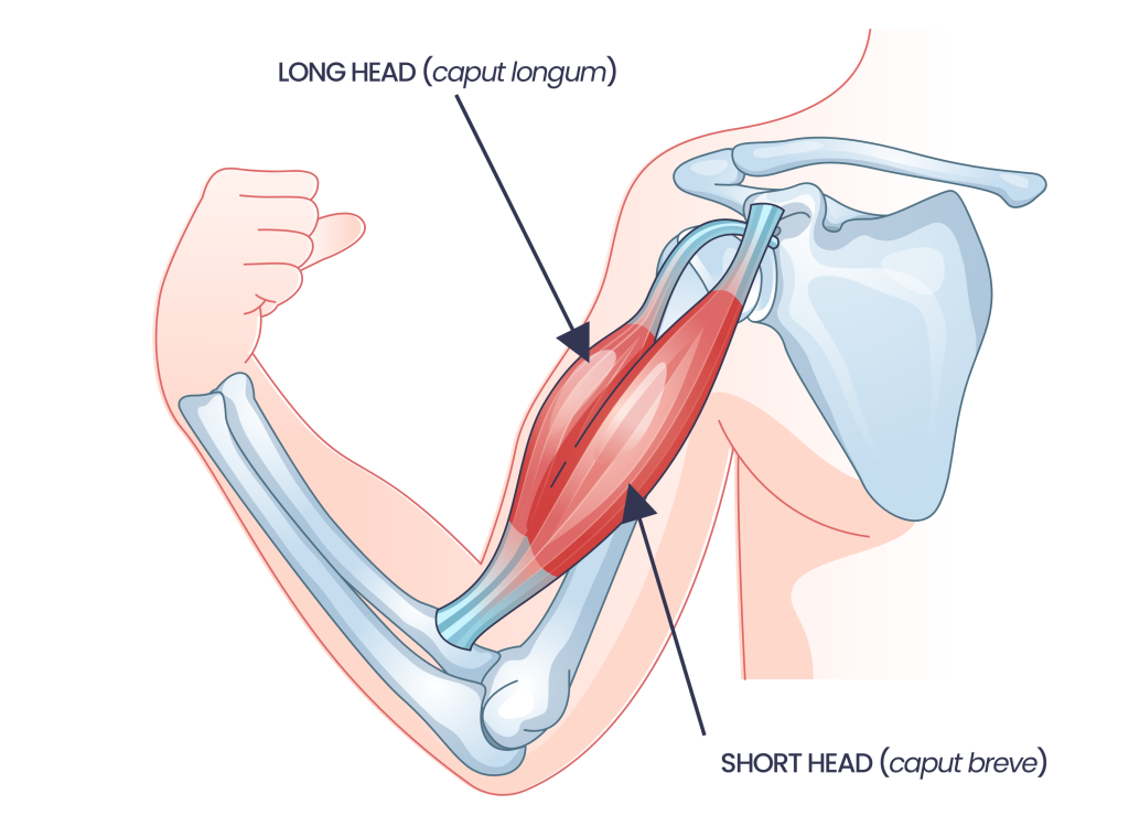 biceps anatomy