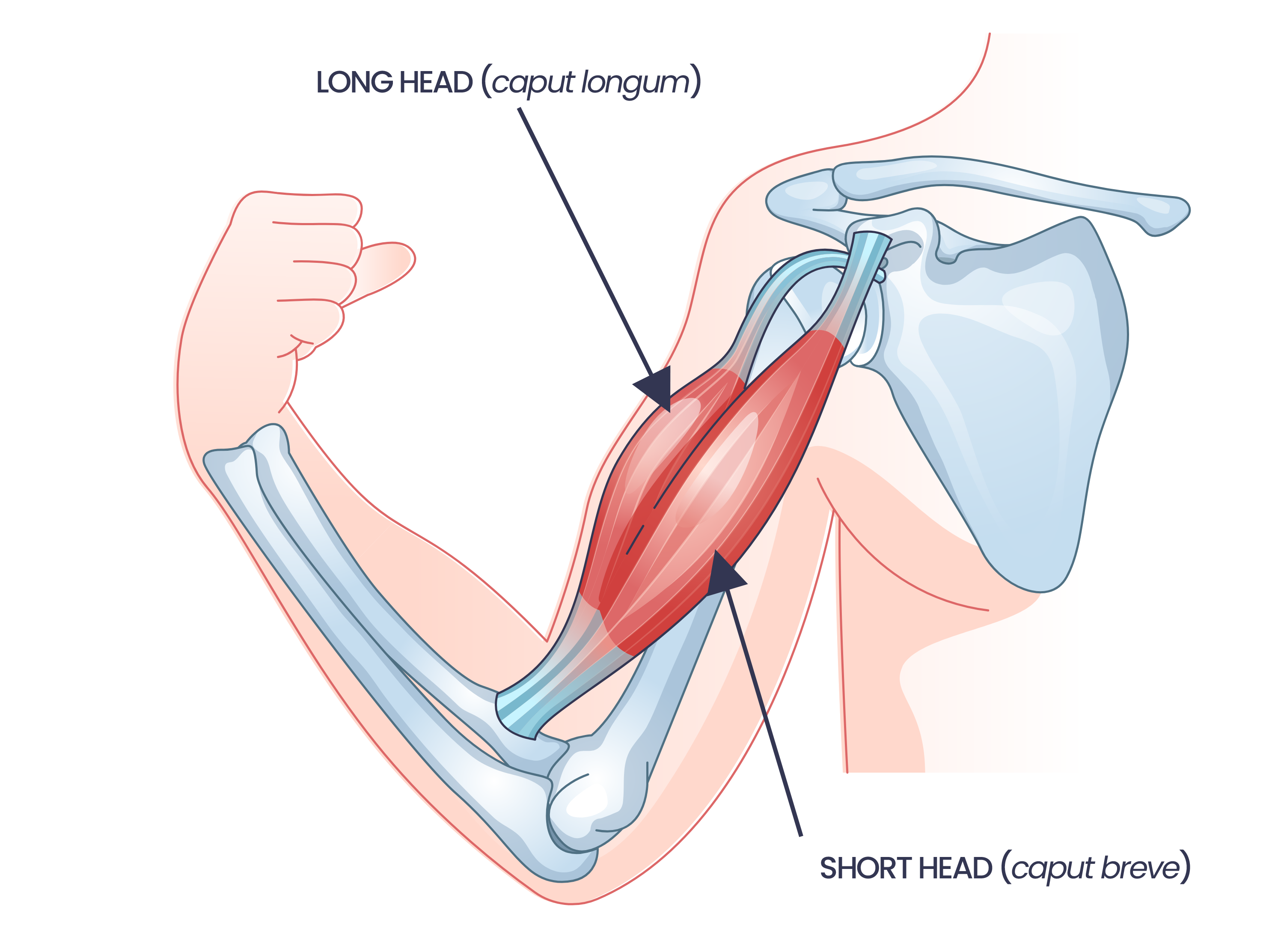 biceps anatomy