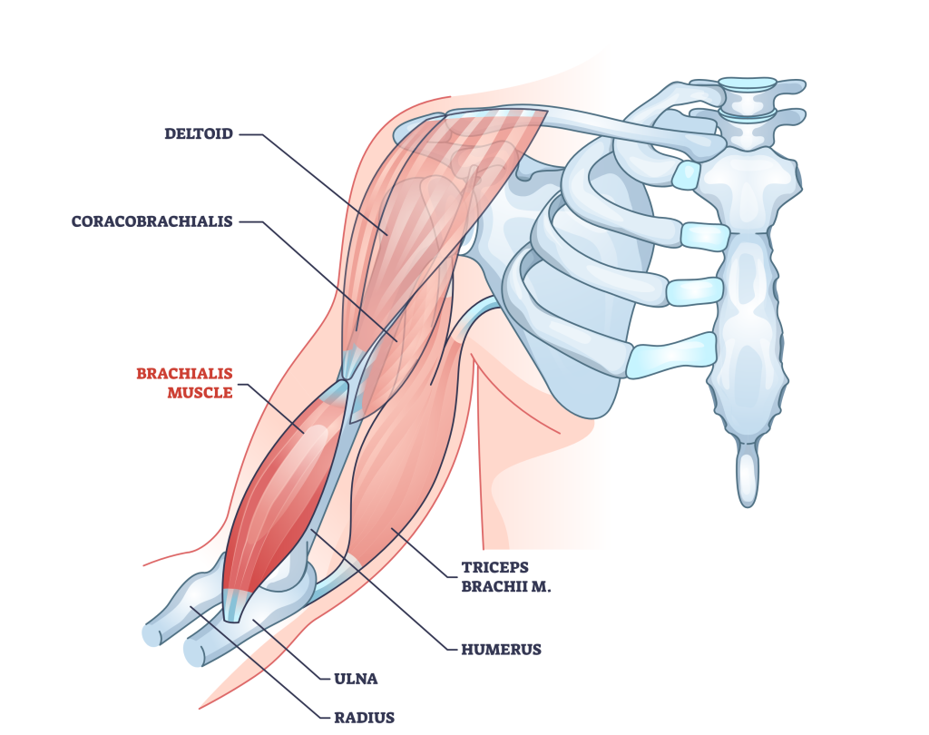 brachialis