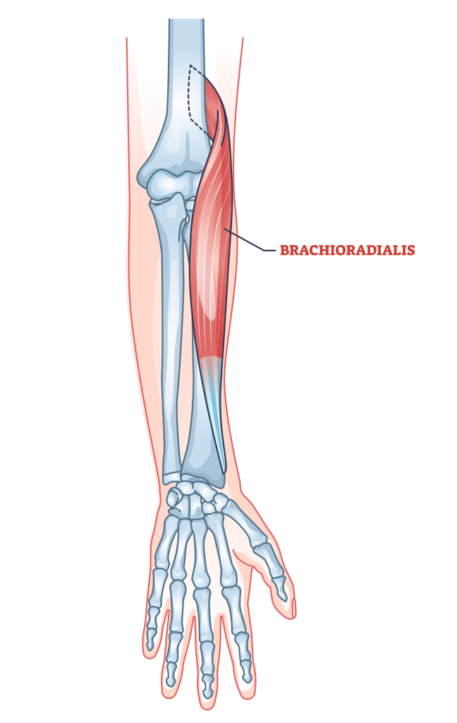 Brachioradialis