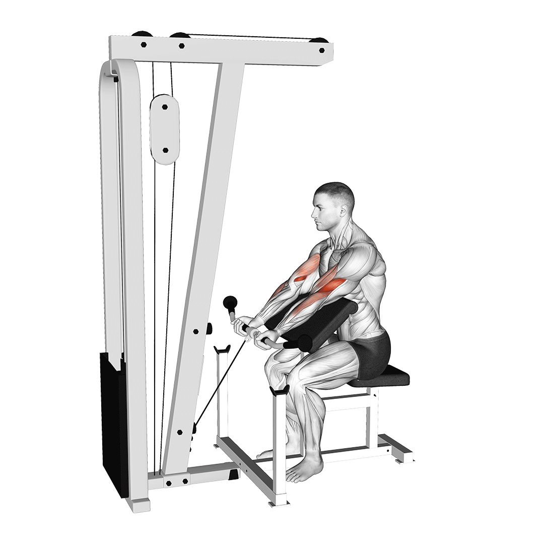 cable preacher curl