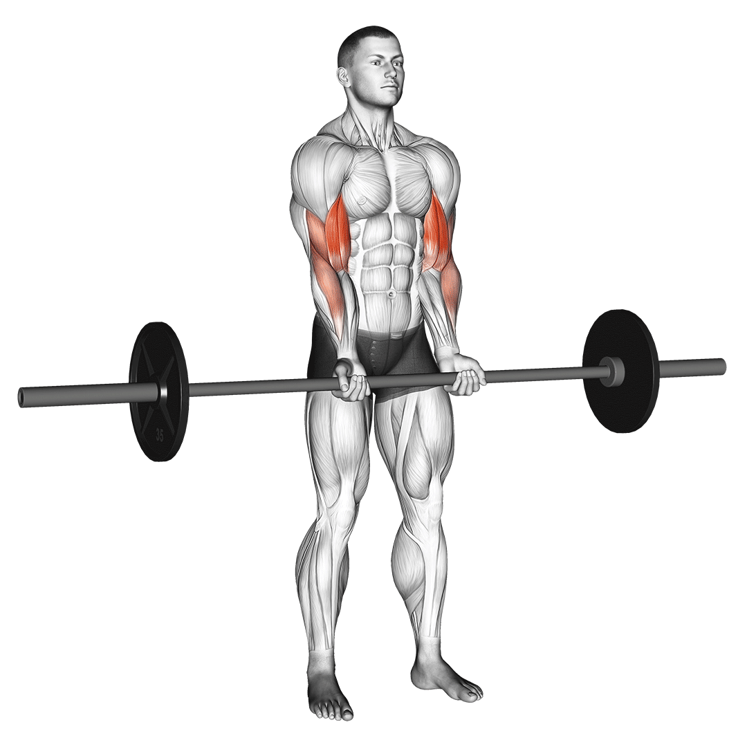 close grip barbell curl
