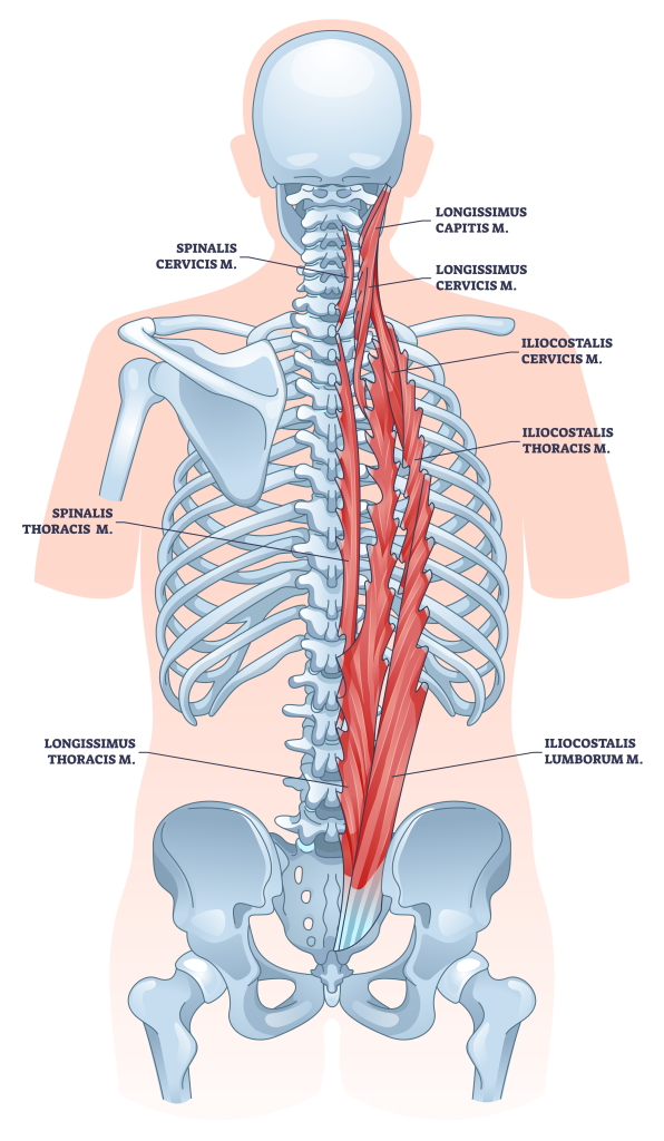 erector spinae muscles