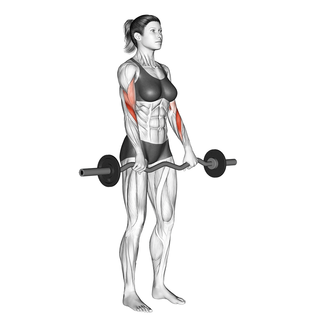 ez bar reverse curl