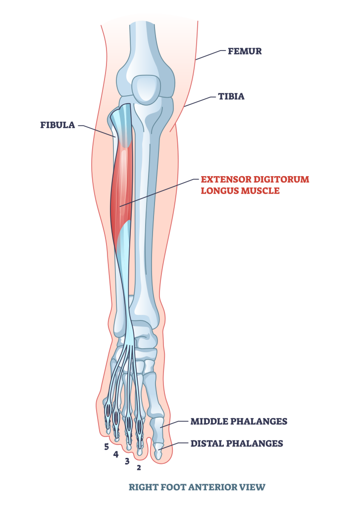 flexor digitorum longus