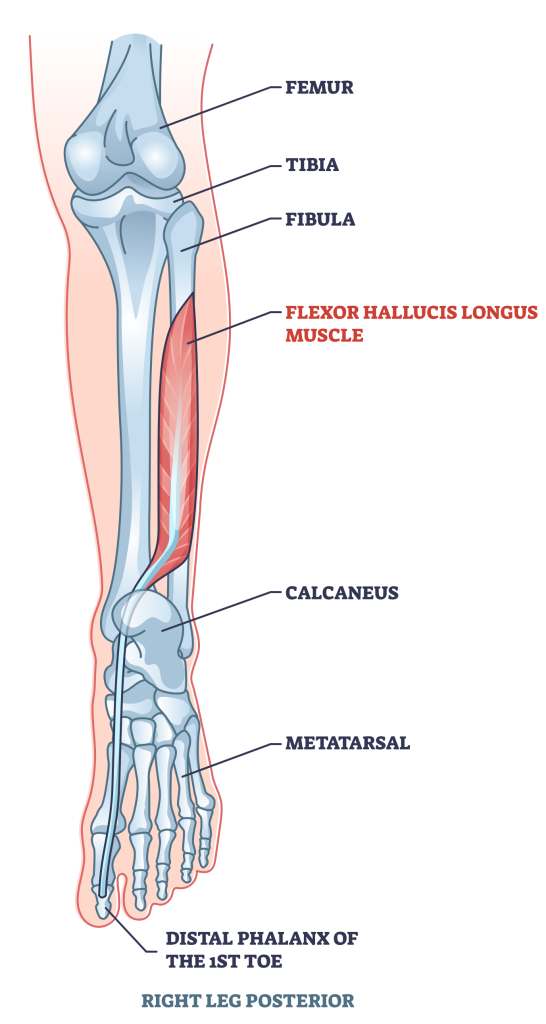 Flexor Hallucis Longus