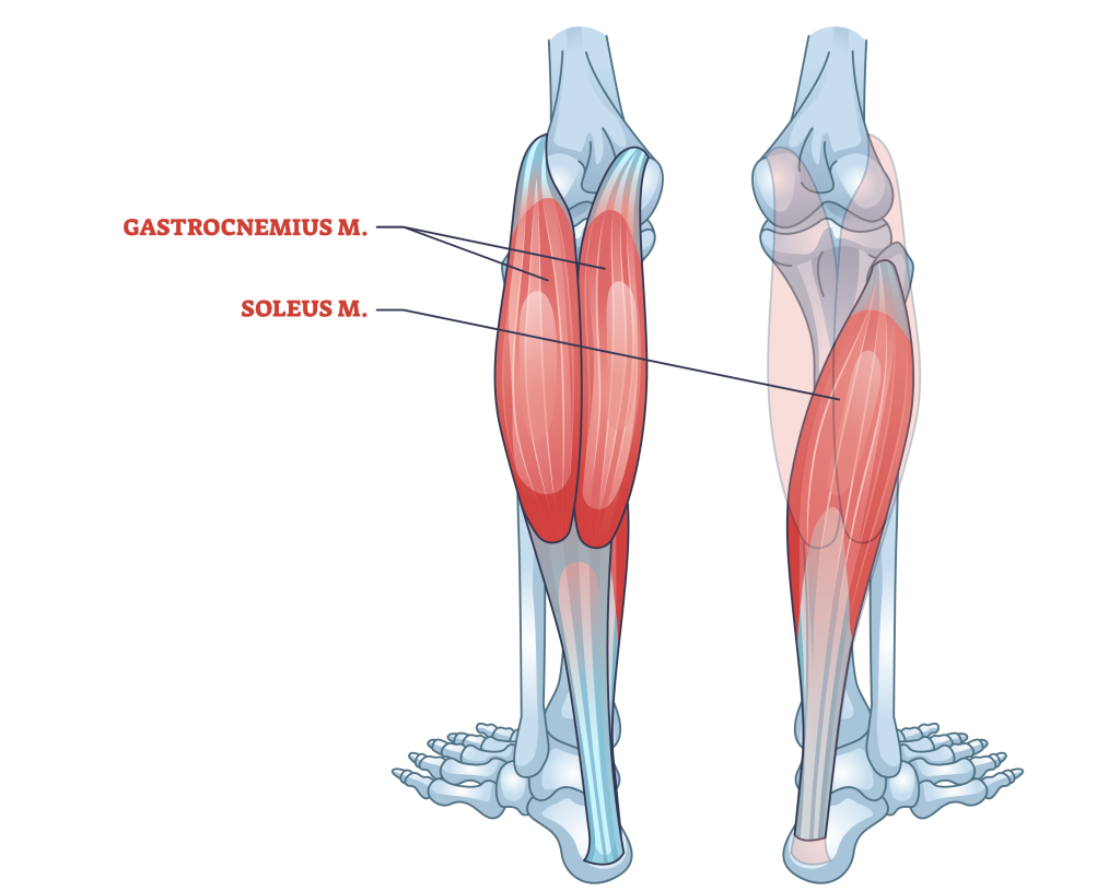 Gastrocsoleus Complex