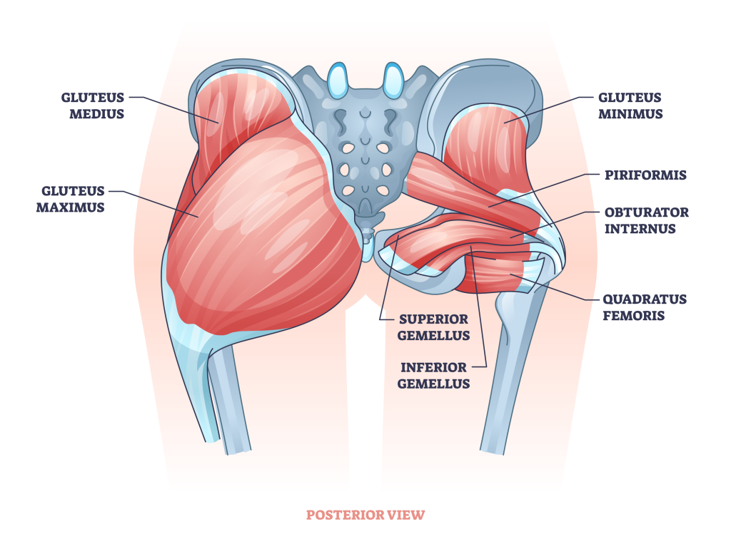 gluteal muscles