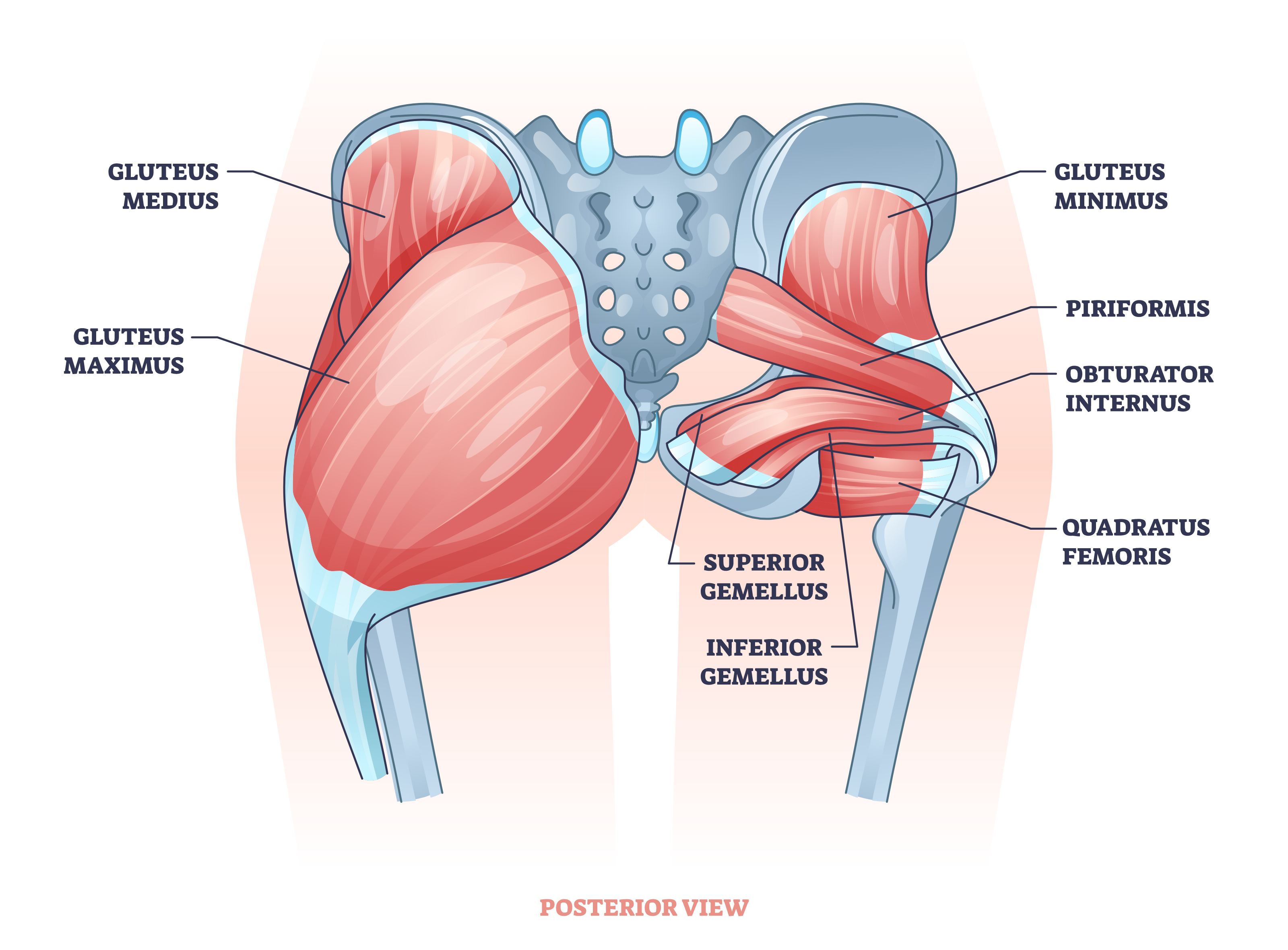 gluteal muscles
