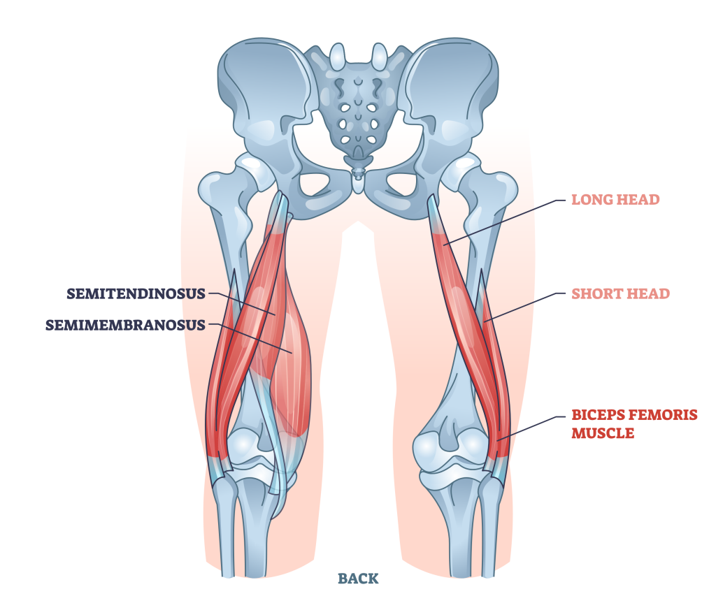 hamstring muscles