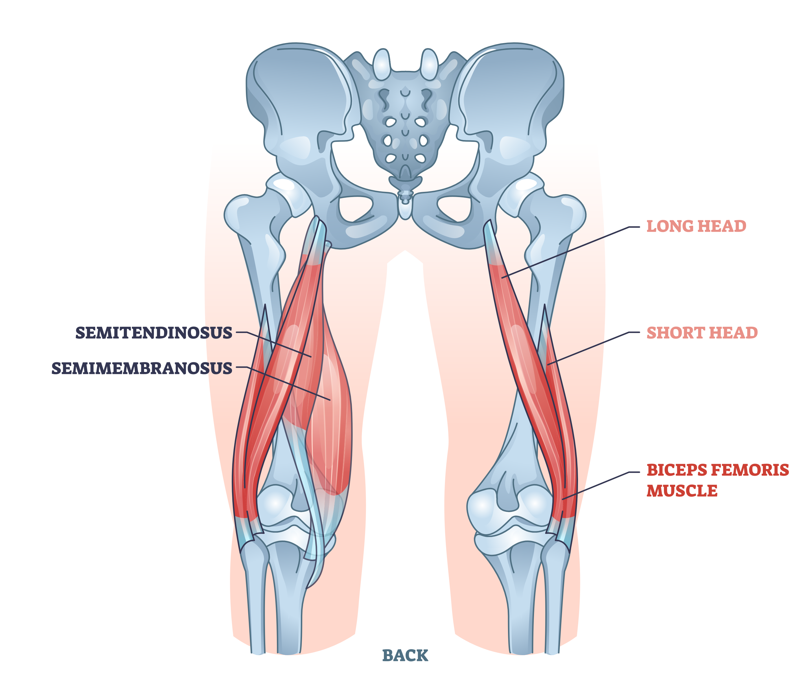 hamstring muscles