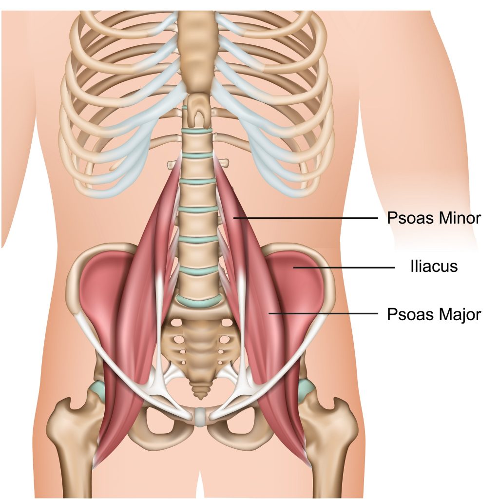 hip flexor muscles