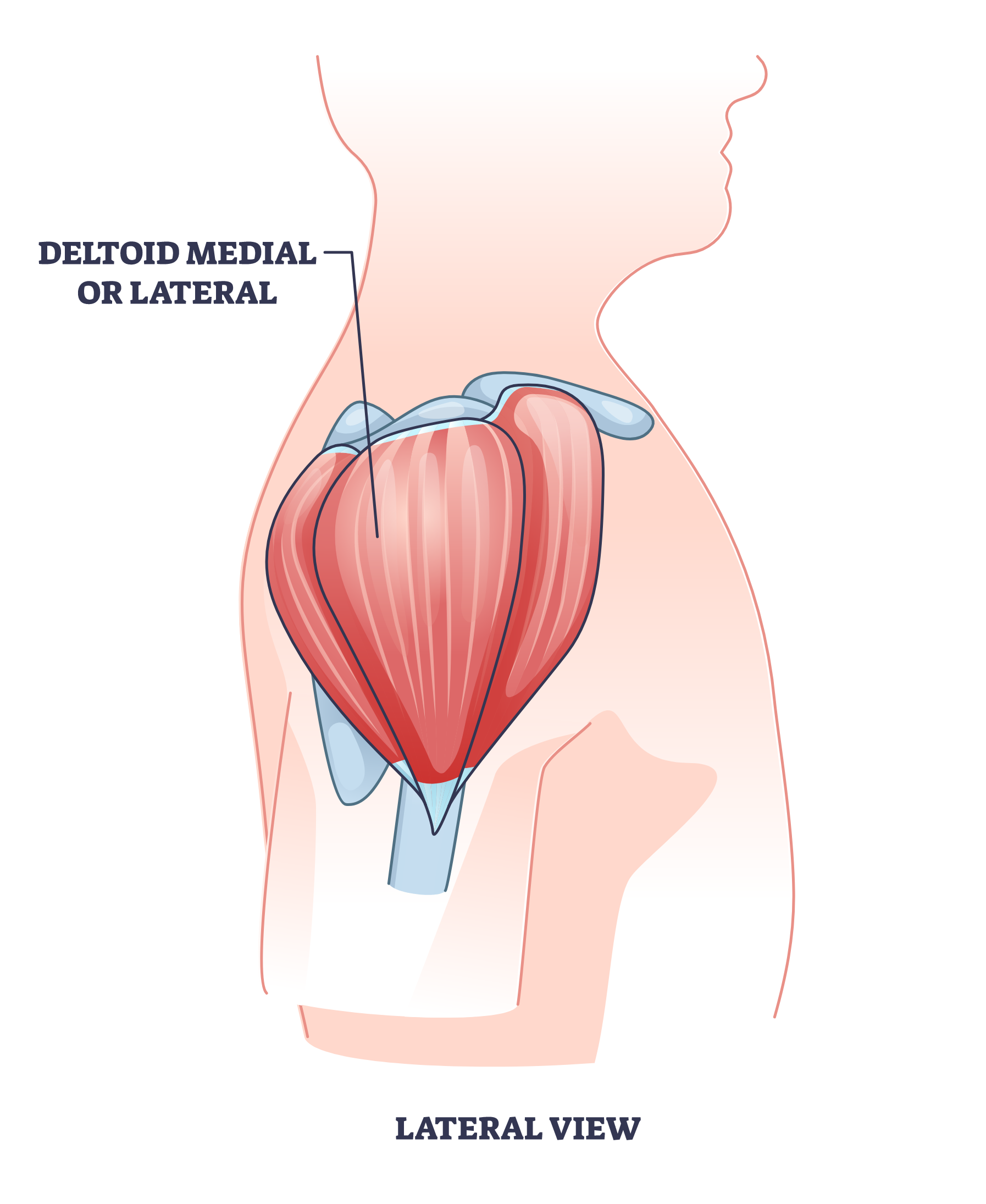 lateral deltoid