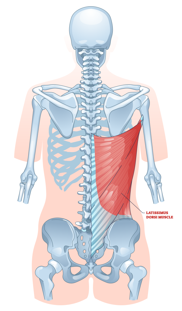 lat muscles