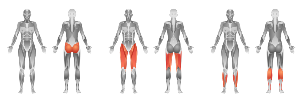 lower body muscles