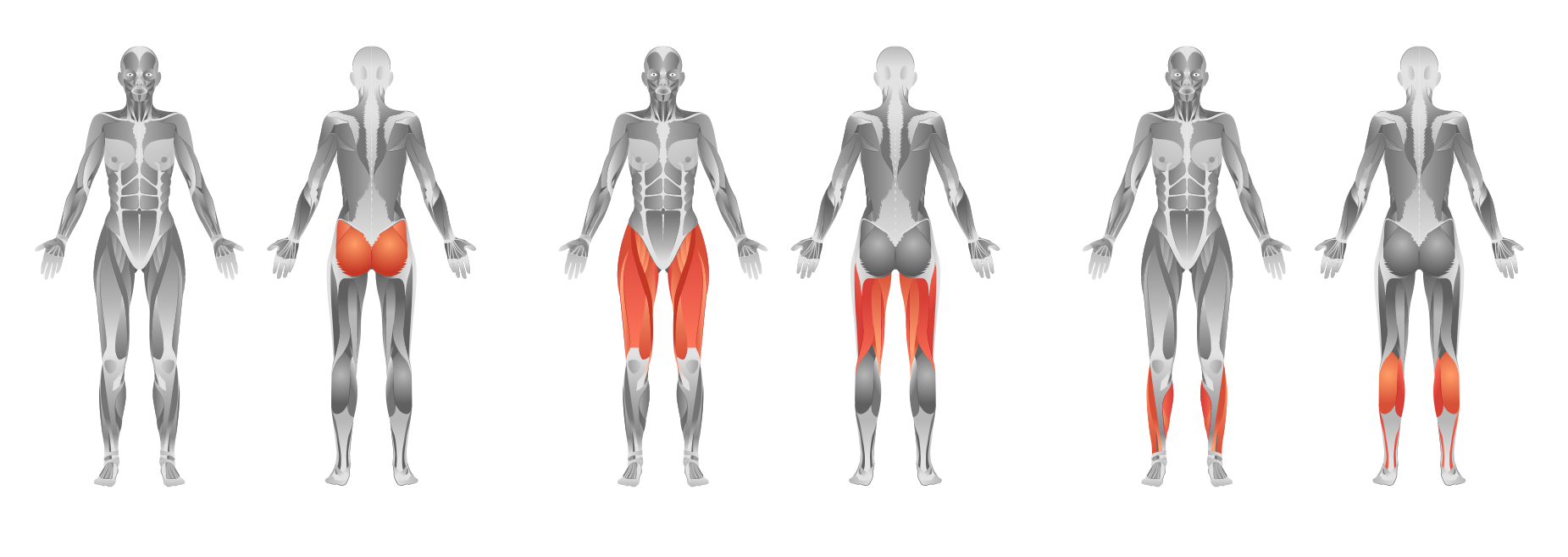 lower body muscles