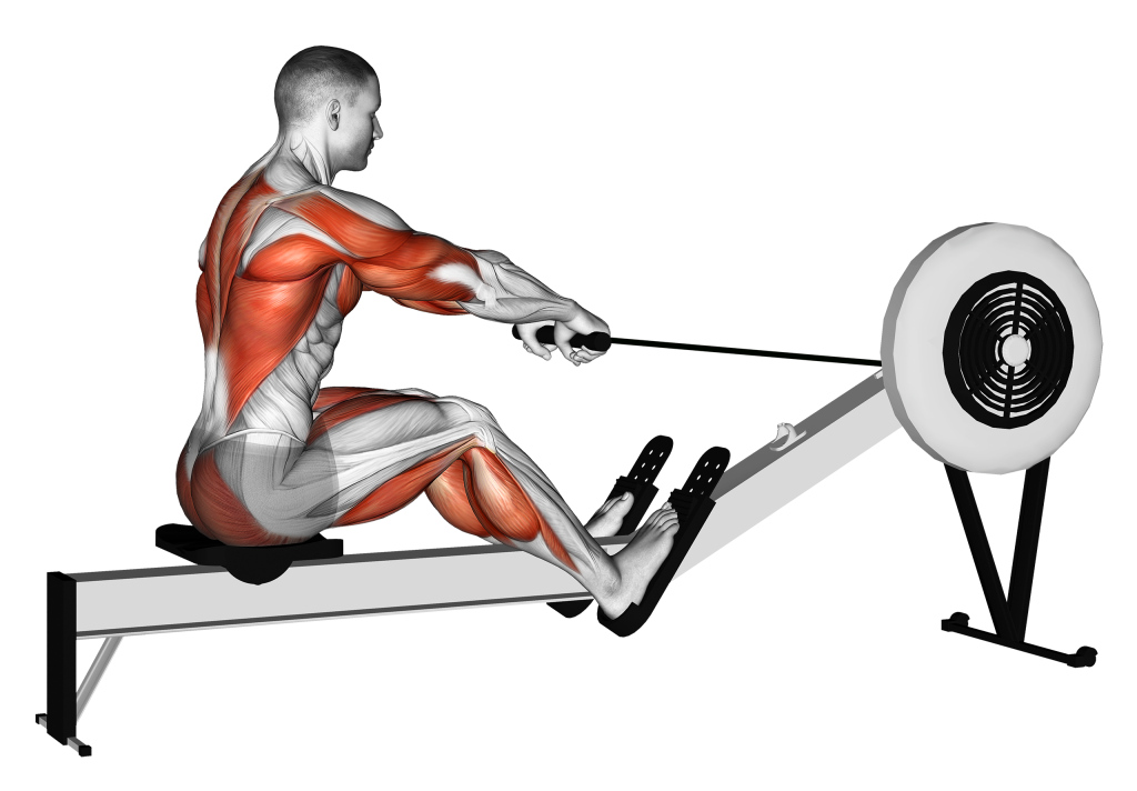 muscles used for rowing