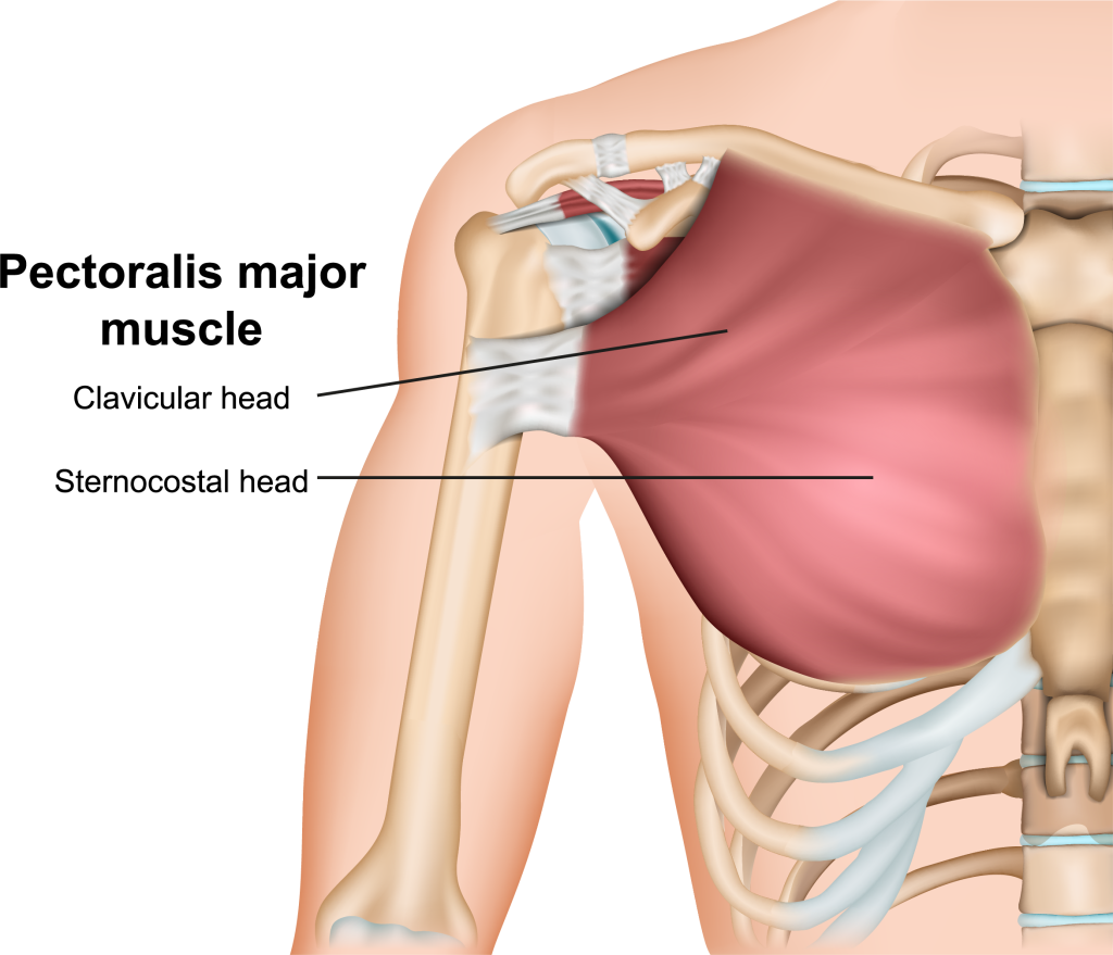 pectoralis major