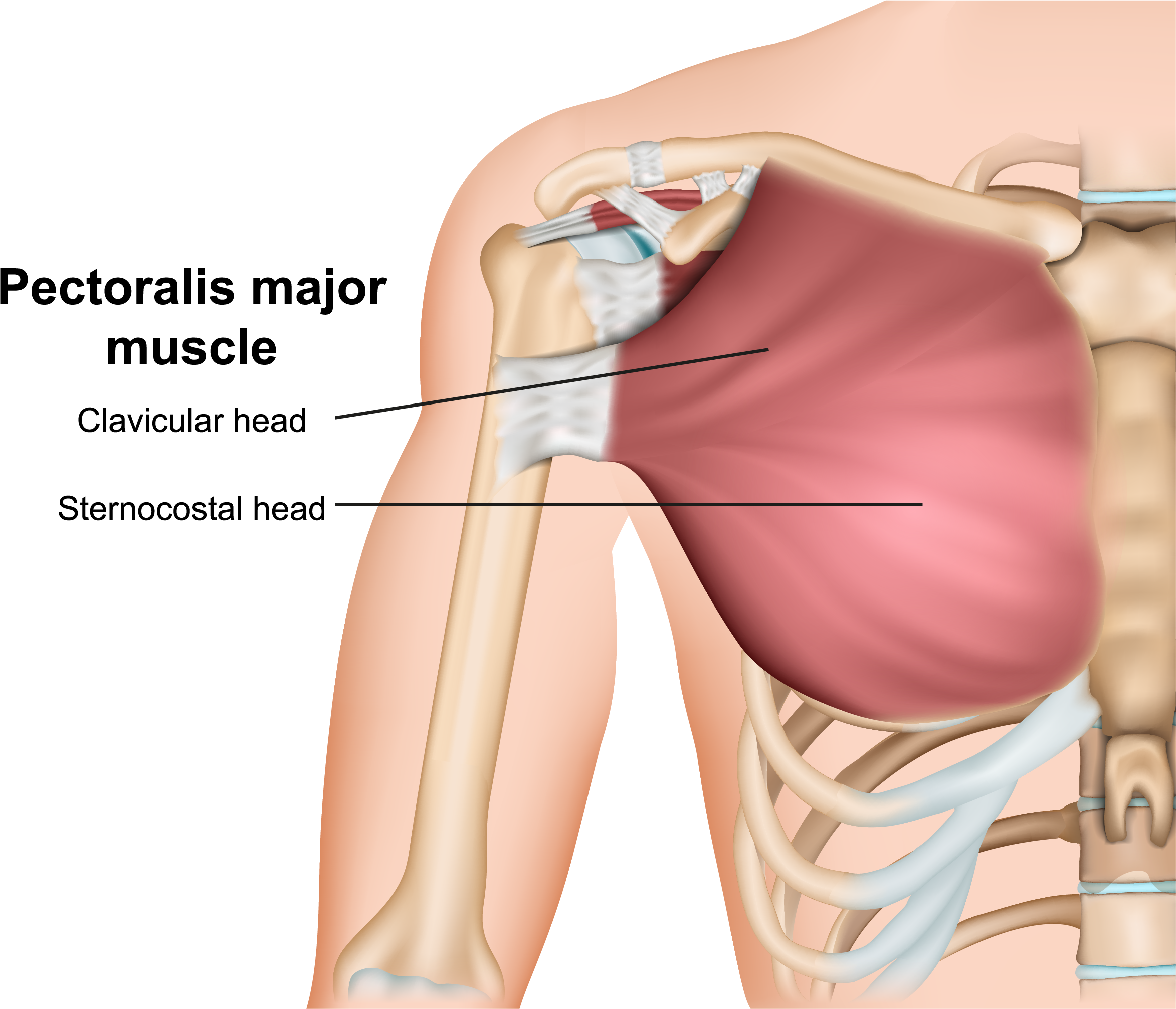 pectoralis major