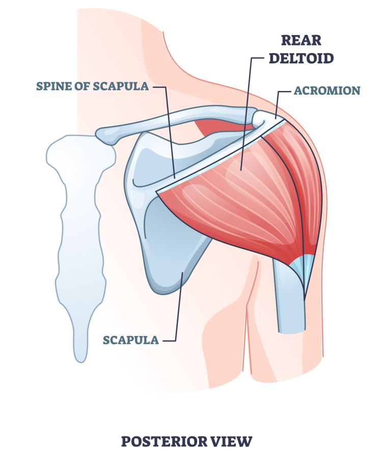 3 Best Rear Deltoid Stretches With Pictures Inspire Us
