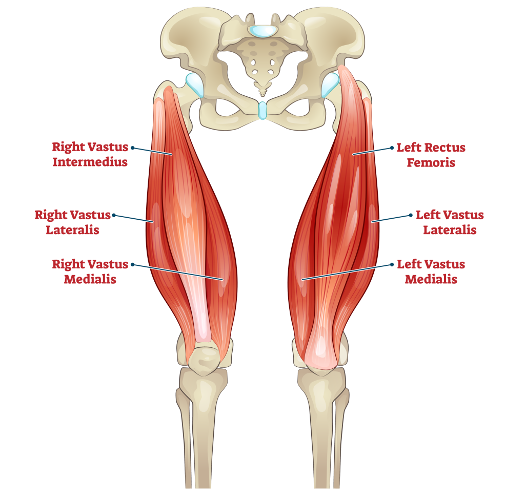 quadricep muscles