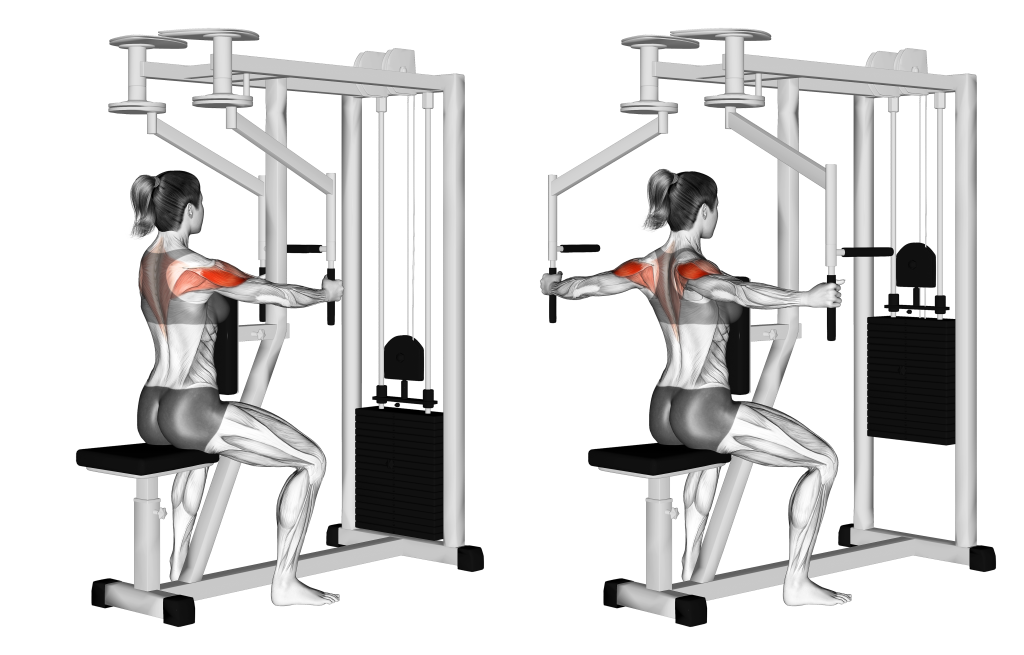 reverse pec dec muscles