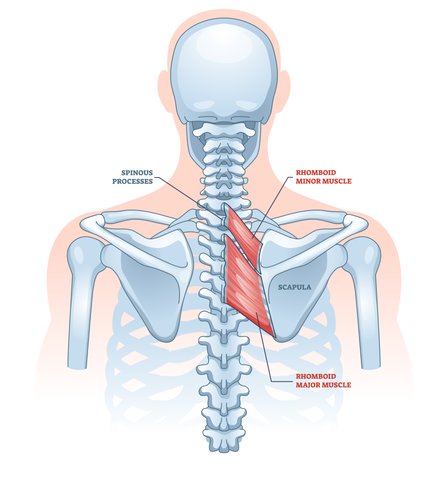 rhomboid muscles