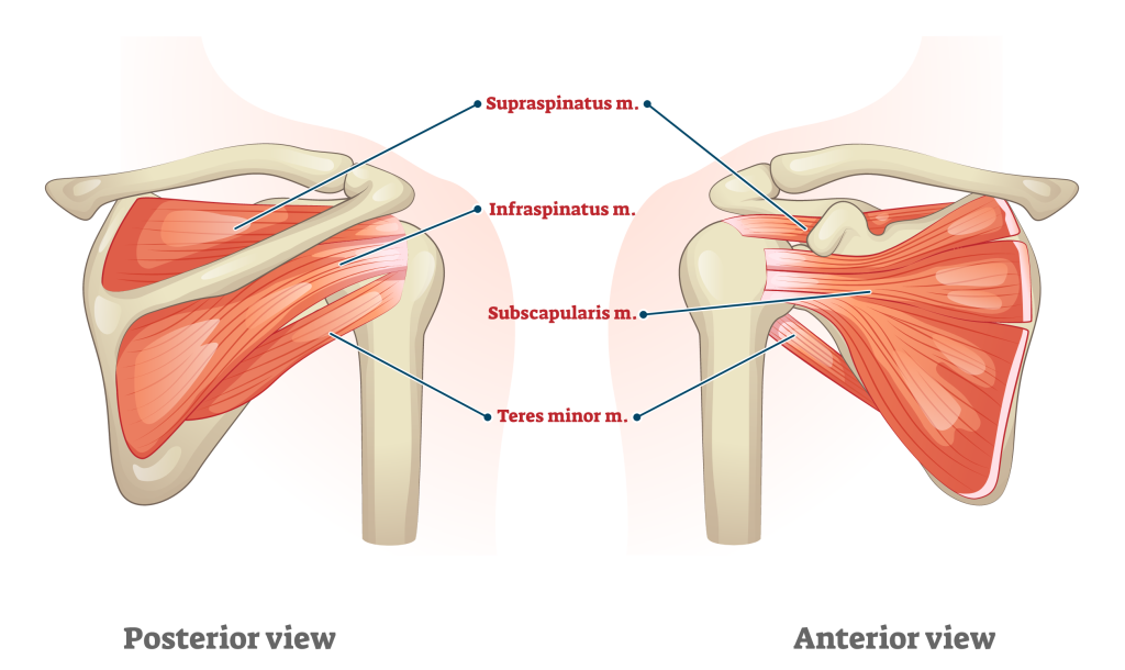 rotator cuff