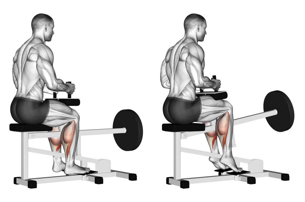 seated heel raise