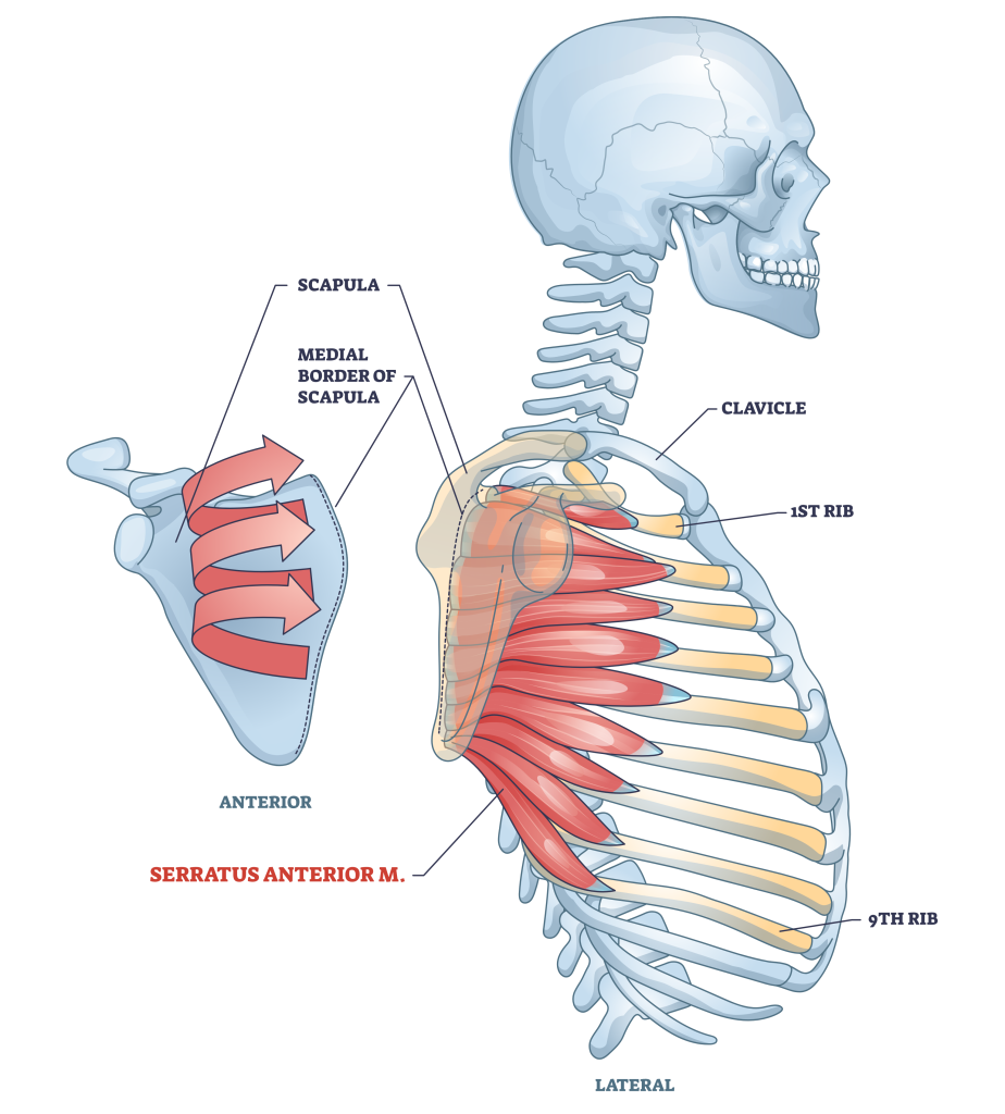serratus anterior