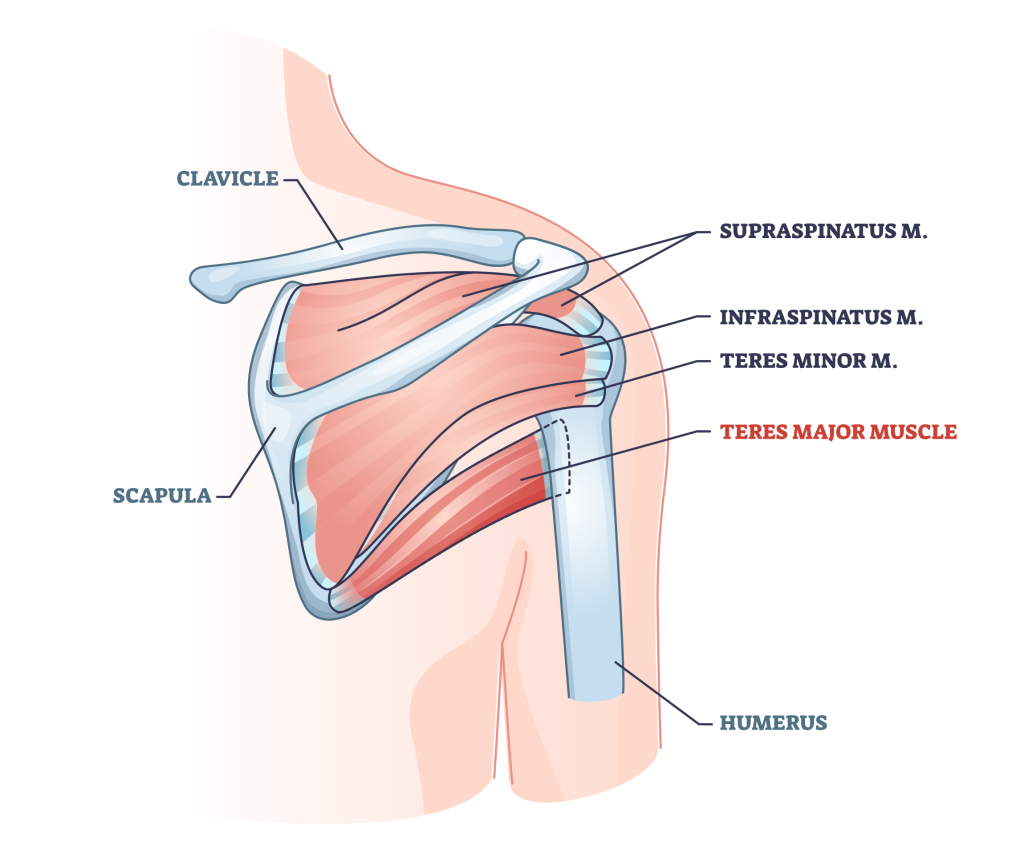 teres major