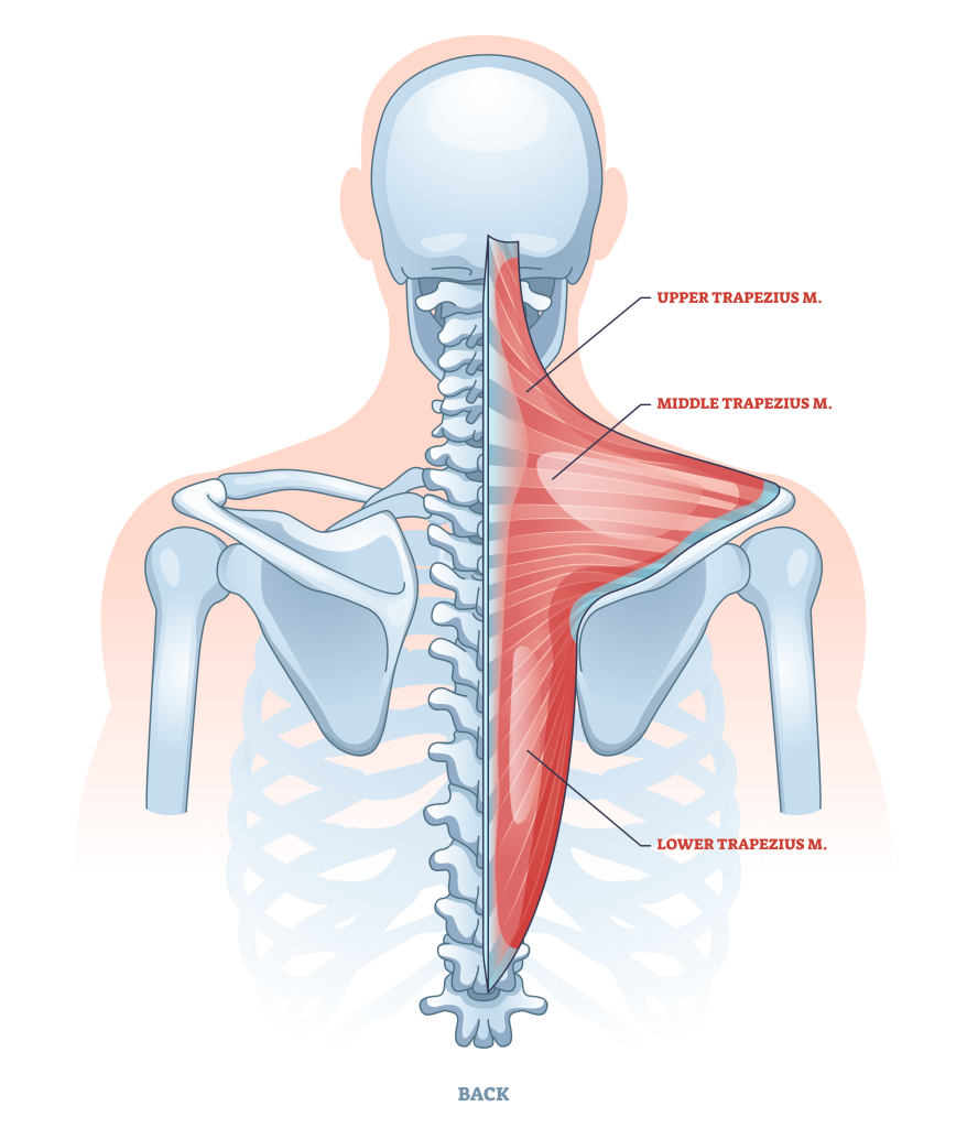 trapezius muscles