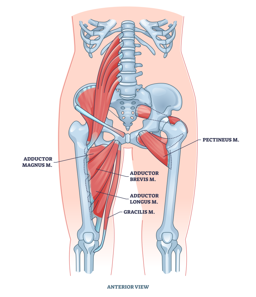 hip adductor anatomy