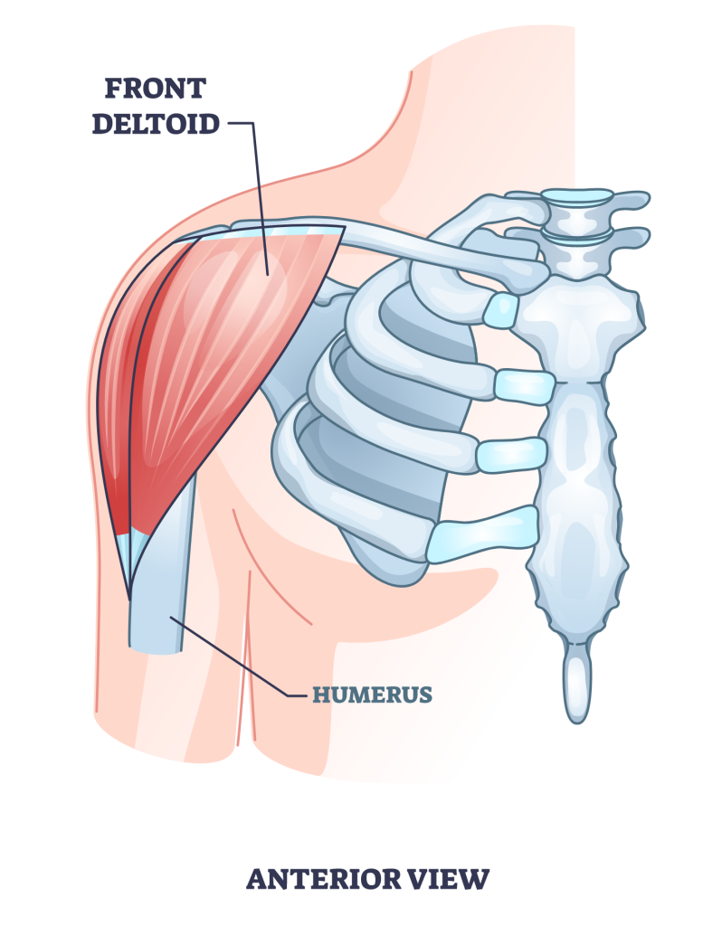 anterior deltoid