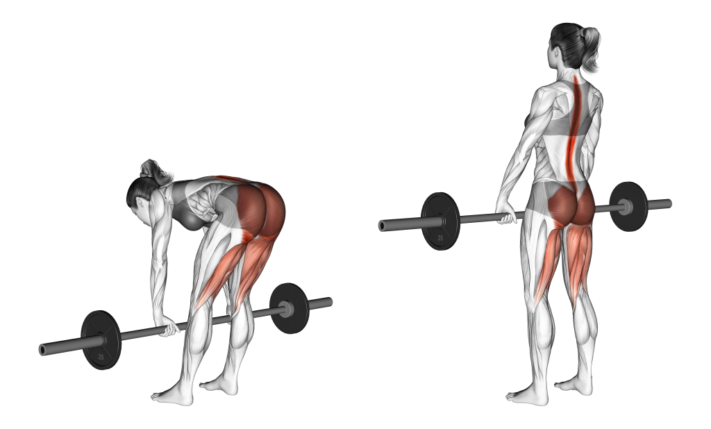 barbell straight leg deadlift muscles