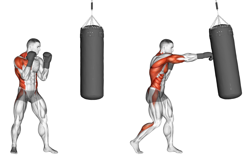 boxing muscles used