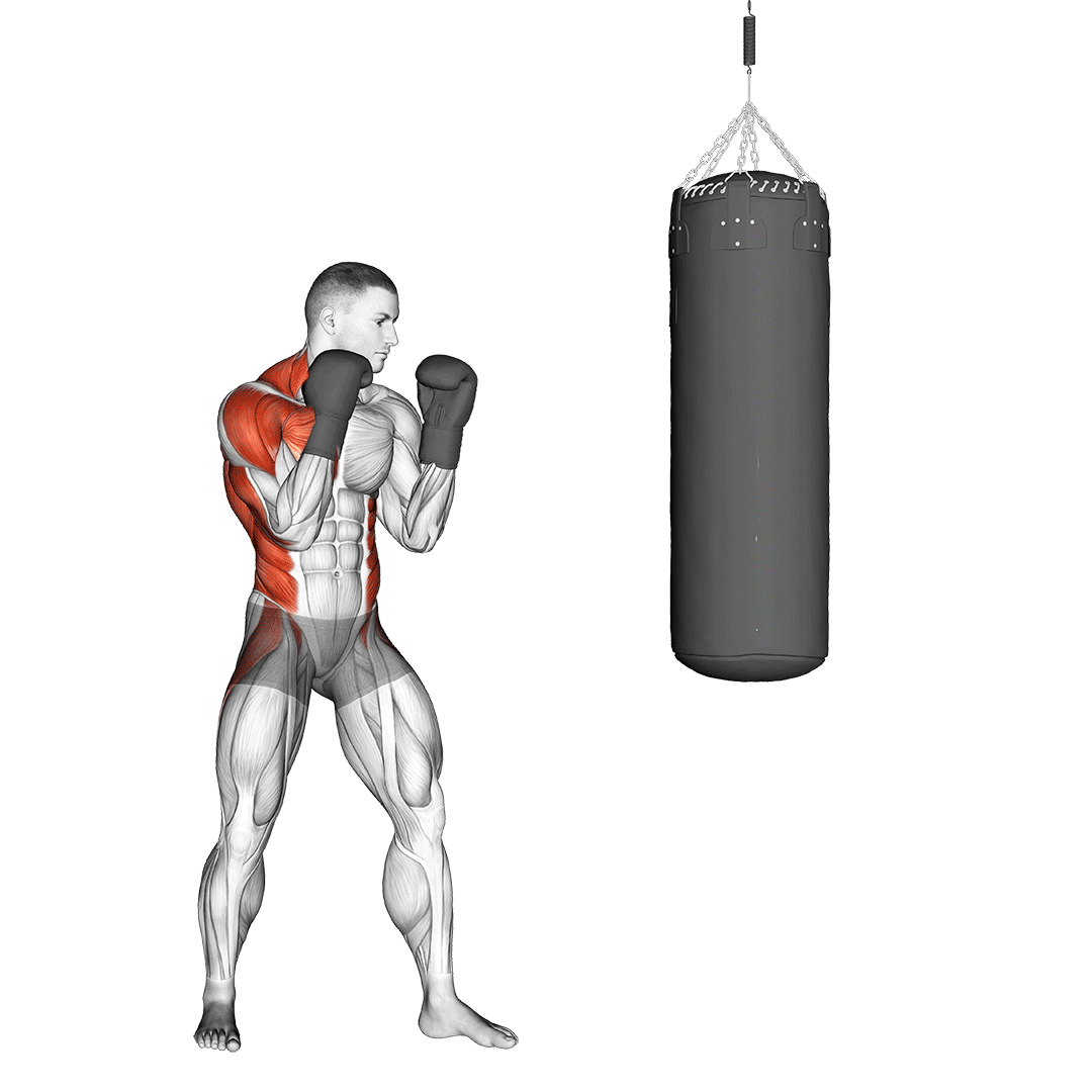 boxing muscles