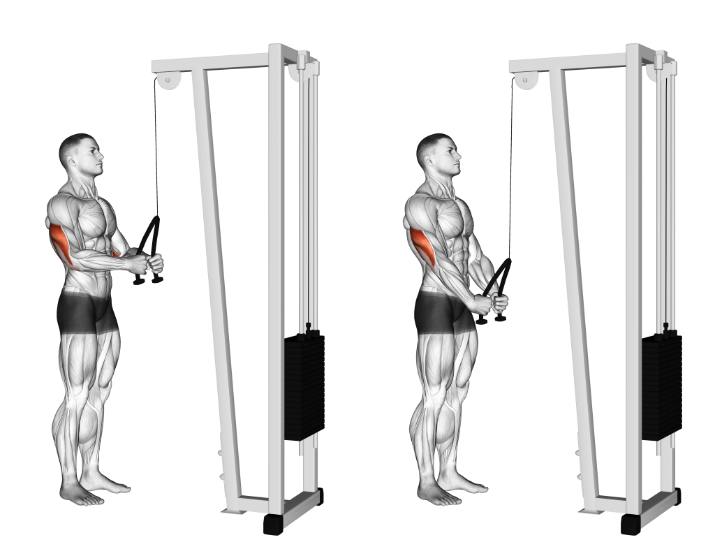 cable pushdown muscles