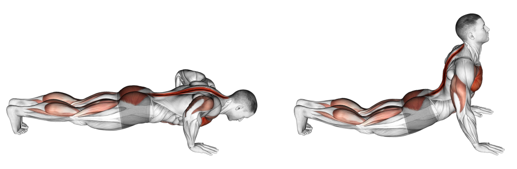 cobra push up spinal extension