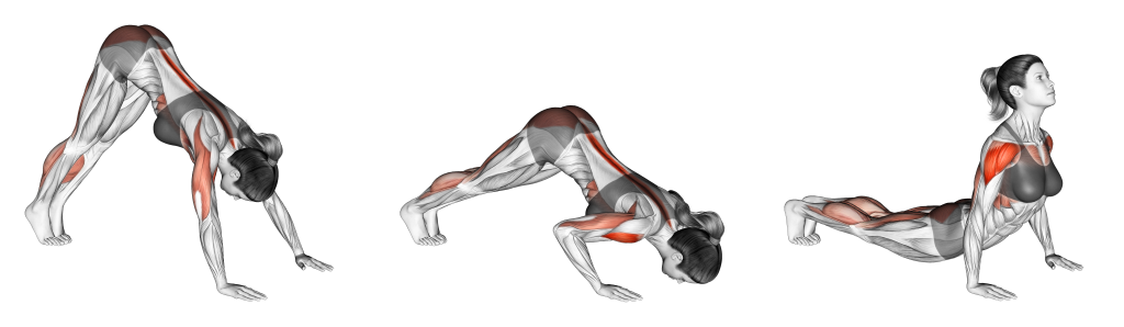 dive bomber push up muscles