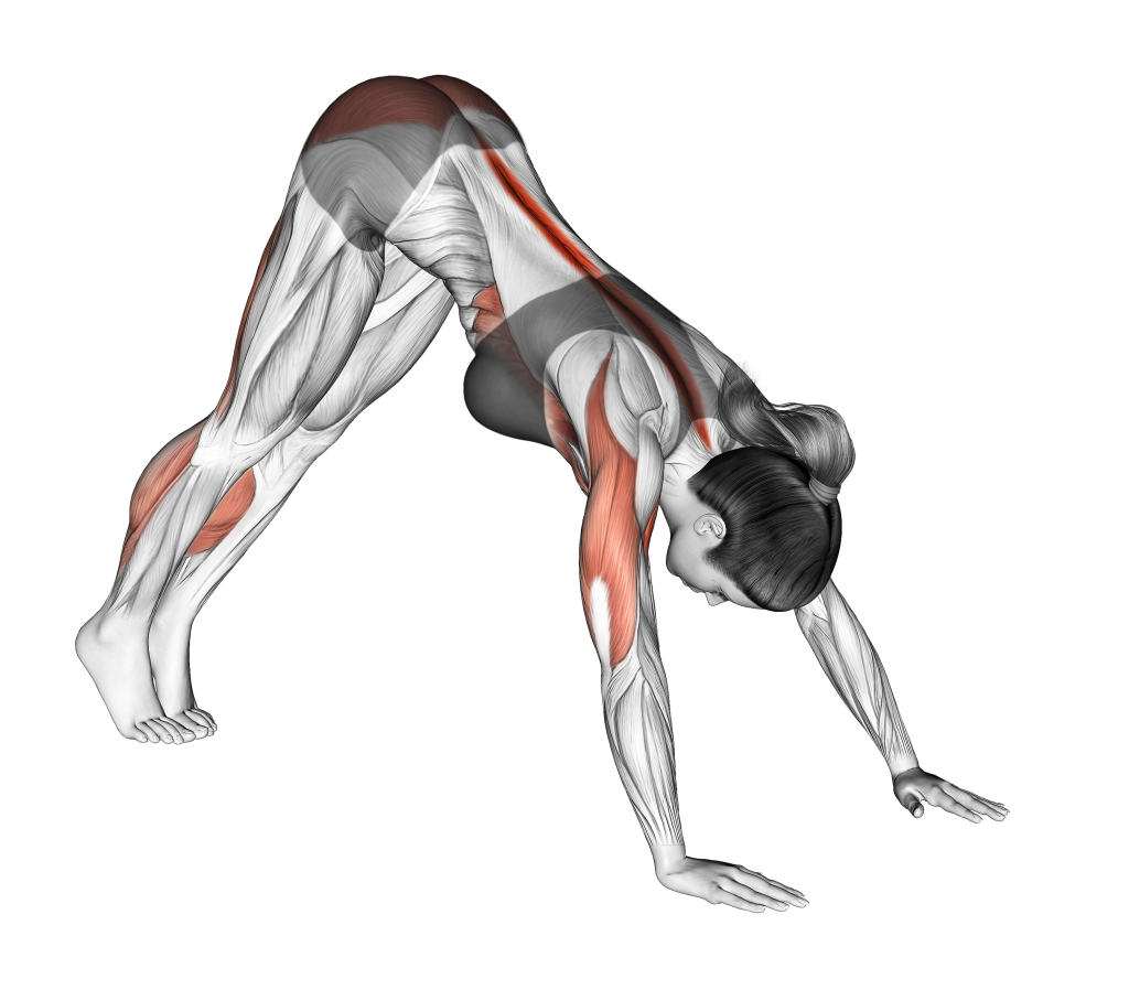 dive bomber push up starting position